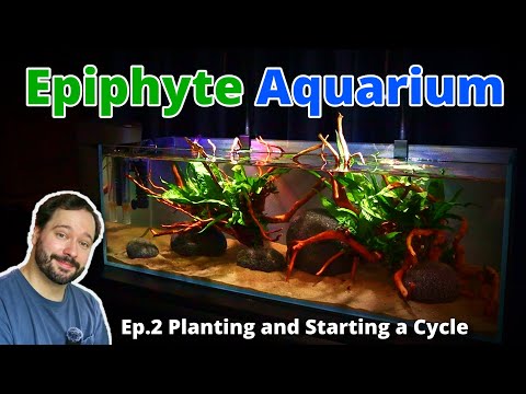 BEGINNERS GUIDE to an Epiphyte Only Aquarium PART 2 | In Depth Step-by-Step Aquascaping Tutorial