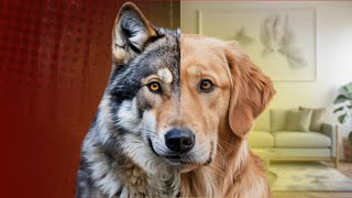 Como Cães Domésticos Superaram Seus Ancestrais LOBOS