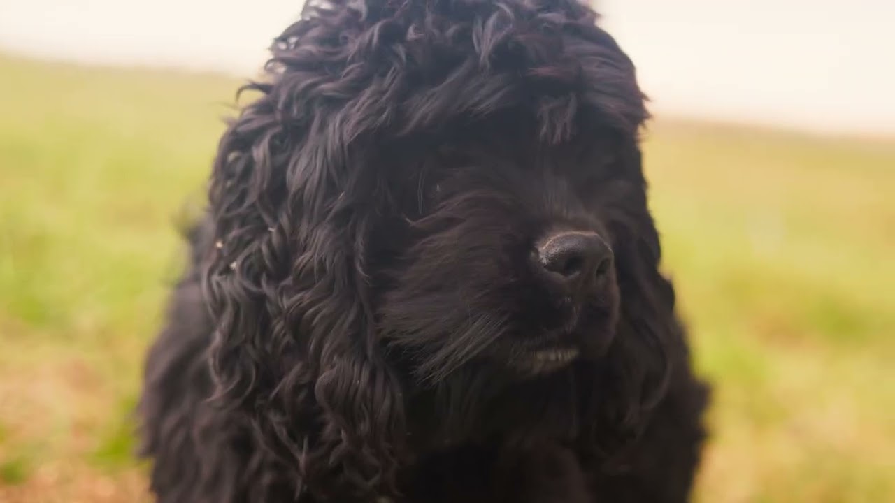 Enlarge Fitz - Transport, a Adoptable Cocker Spaniel in Wilmington, OH video 6/6