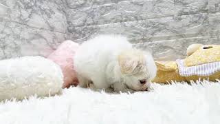 ハーフ犬の動画01