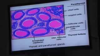 Dr Gehan Suprarenal & Thyroid Gland 1-12-2013