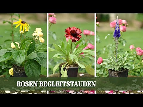 Rosen Begleiter - Welche Stauden passen gut zu Rosen? Teil 1: Gelb - Rot - Pink
