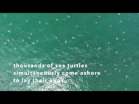 Check Out the Drone Video Of Thousands Of Sea Turtles Heading To Nesting Sites in Costa Rica