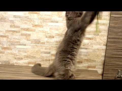 download lagu mp3 mp4 Hillroy, download lagu Hillroy gratis, unduh video klip Hillroy