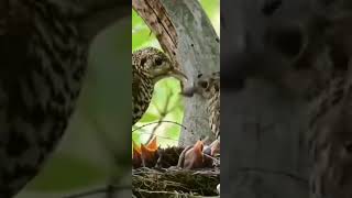 Download lagu Anis sisik mp3 Download lagu Anis sisik mp3