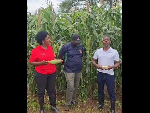 Gocha SC 727 maize season at NEW VALLEY FARM in Mazowe, Mashonaland Central Province, Zimbabwe