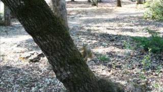 Take My Squirrel to the Park by Tim Hawkins
