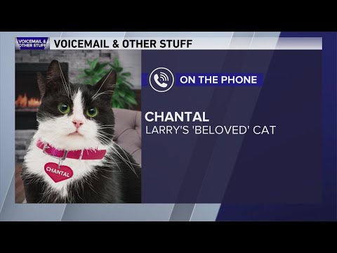 Check-in with Larry's cat Chantal in honor of 'International Cat Day'