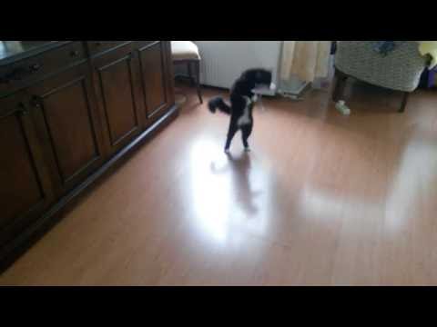 lustige verrückte Katze