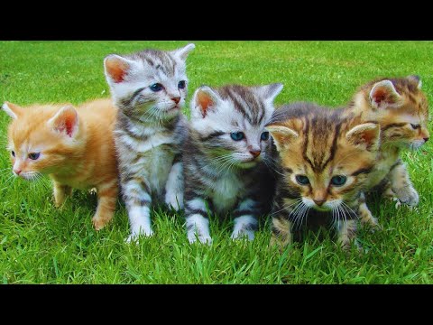 Cute cate KHADIJA KHATUN #cate #cutecat