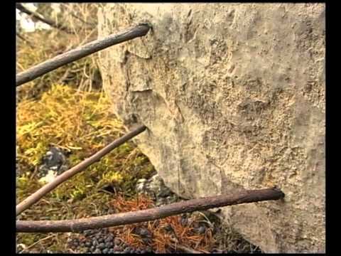 Los tindelaires del Larzac 