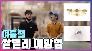여름철 쌀벌레 예방법