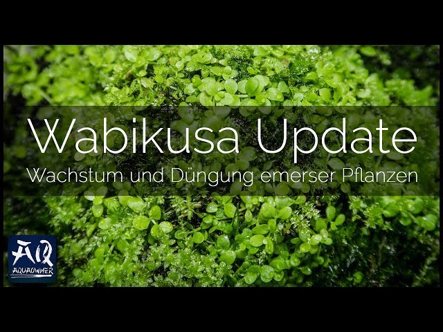 WABIKUSA ENTWICKLUNG & DÜNGUNG | Do!aqua be bright Dünger für emerse Wasserpflanzen | AquaOwner