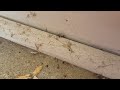 Handling the Ants by the Back Door in Bayville, NJ