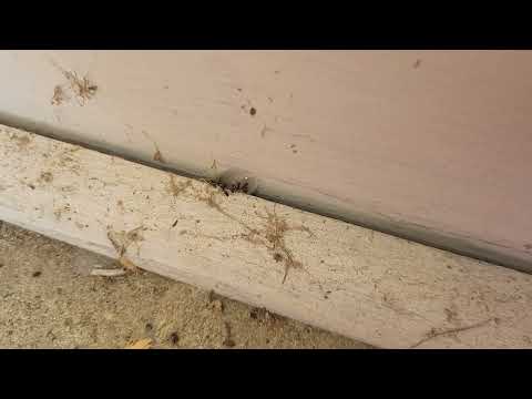 Handling the Ants by the Back Door in Bayville, NJ
