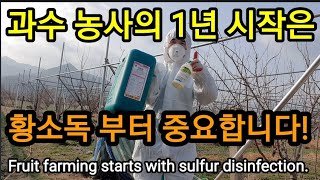 과수농사의 시작은 유황소독이 매우 중요합니다! Fruit farming starts with sulfur d…