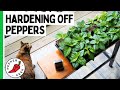 Moving Pepper Plants Outdoors - Tips for Hardening Off Plants - Pepper Geek