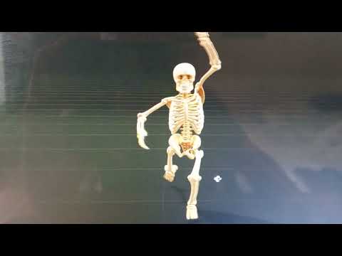 💀 Скелет, ригидный для анимации или 3D-печати・Бесплатный бесплатно 3D ...