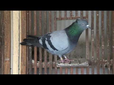 Golubarske priče Miškov Zoran