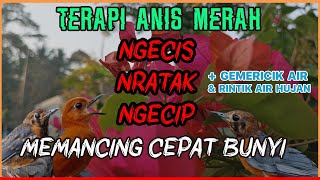 Download lagu 🔴 TERAPI ANIS MERAH NGECIS NRATAK NGECIP MEMANCING CEPAT BUNYI [   Suara Air Hujan & Gemericik Air ] mp3
