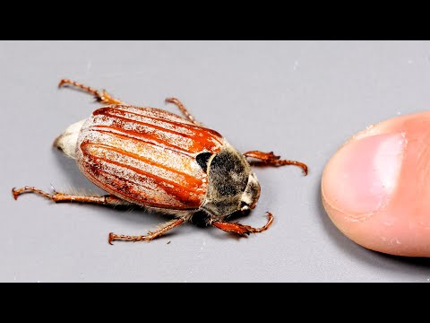 CHRABĄSZCZ MAJOWY - FAKTY i MITY