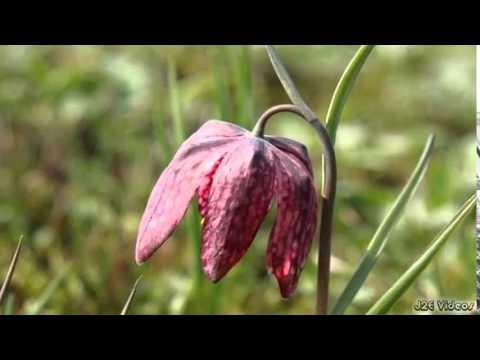Snake Head Flowers