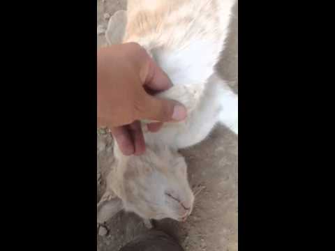 Masaje gatuno Huarochiri