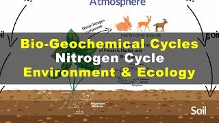 What is Nitrogen Cycle | Environment & Ecology