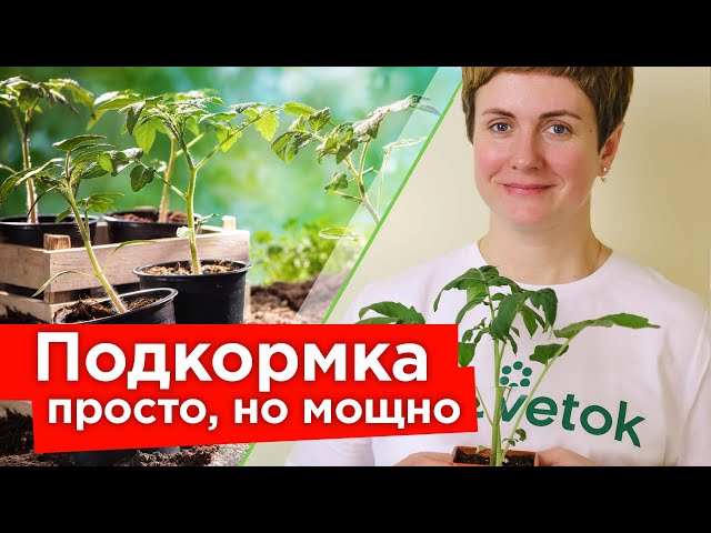 РАССАДА ИЗ ХИЛОЙ В ЖИРНЕНЬКУЮ! Лучшая подкормка рассады для крепких стеблей и мощных корней