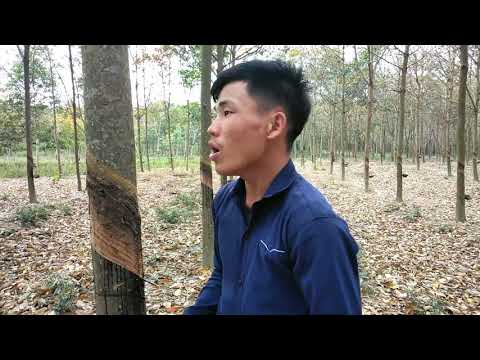 nkauj noj peb, caug txhua txhua xyoo peb cov hmoob