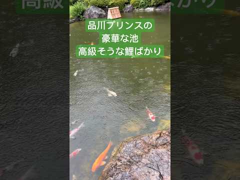 carpes-koi-bassin-moderne-entouré-palmier-idées-éclairage-réussi