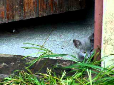 Prim se hace el malo...