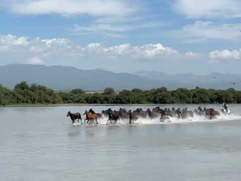 Ten thousand steeds gallop.