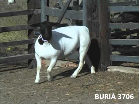 BURIÁ 3706 - LEILÃO MALU DORPER - NACIONAL 2013