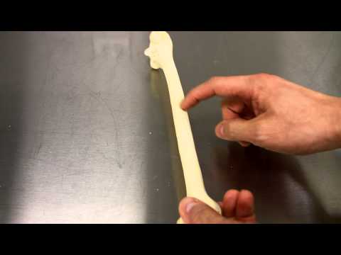 SKELETAL SYSTEM ANATOMY: Bones of the arm- Humerus