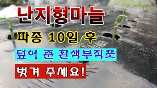 [텃밭농부 2,076]  난지형마늘. 파종 10일 후. 흰색부직포를 벗겨주세요! #마늘재배