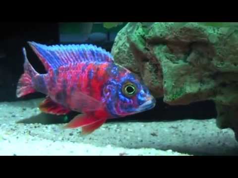 Watch Video on YouTube