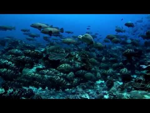 bande annonce mystère mérou.mp4