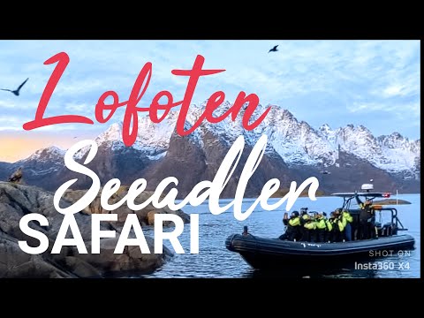 TOP Video: Otto Sverdrup  MS FinnmarkenHurtigruten Tag 10 Seeadler Safari in Svolvaer