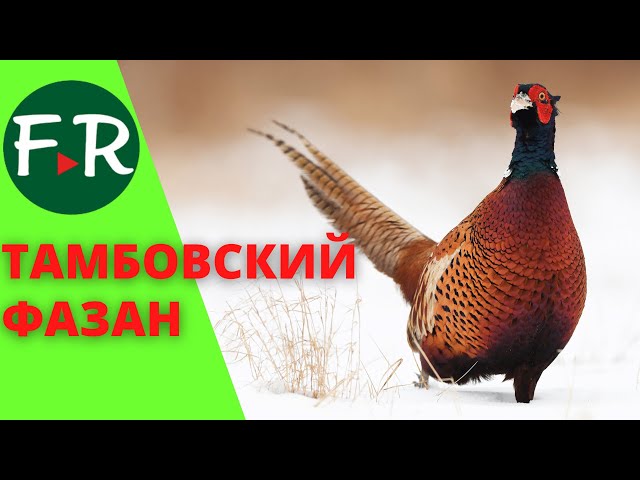 Фермы Фазанов В России