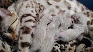 Halo's Kittens 💕Five Day Old Snow Bengal Kittens😺 Aren't They Adorable??🐾