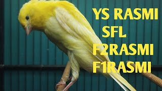 Download lagu MATERI BAHAN YSRASMI  , SFL, F2RASMI, F1RASMI    !!!     MONGGO DI GAS BOS Q mp3