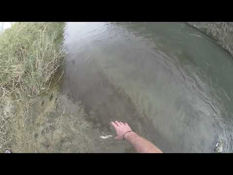 On the Cricov River after the chub