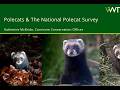 Polecats & The National Polecat Survey