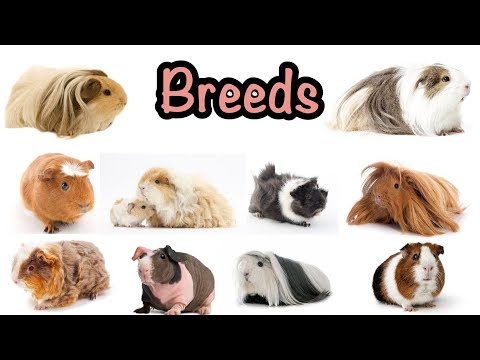 YouTube video about: Are guinea pigs born with fur?