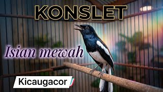 Download lagu Kacer gacor konslet #masteranburung #kacermaniaindonesia  mp3