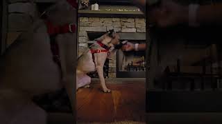 Video preview image #1 Pug-Unknown Mix Puppy For Sale in Wakefield, RI, USA