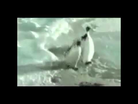 Das kürzeste Lustige Video der Welt