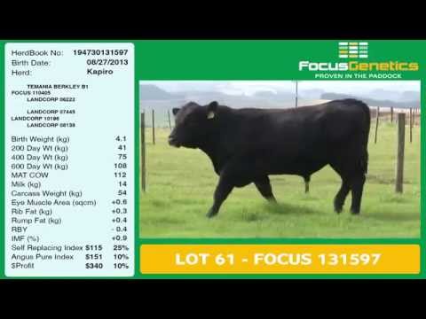 Lot 61 FOCUS 131597 -  $4,750