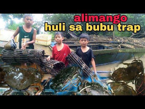 PAGLALATAG NG BUBU TRAP/ ANG LALAKI NG MGA ALIMANGO ANG MGA HULI NAMIN